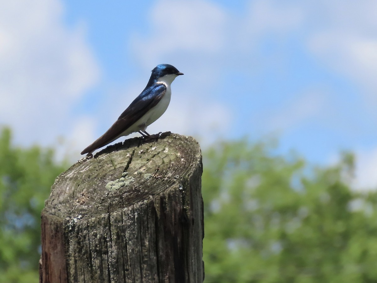 Tree Swallow - ML458024681