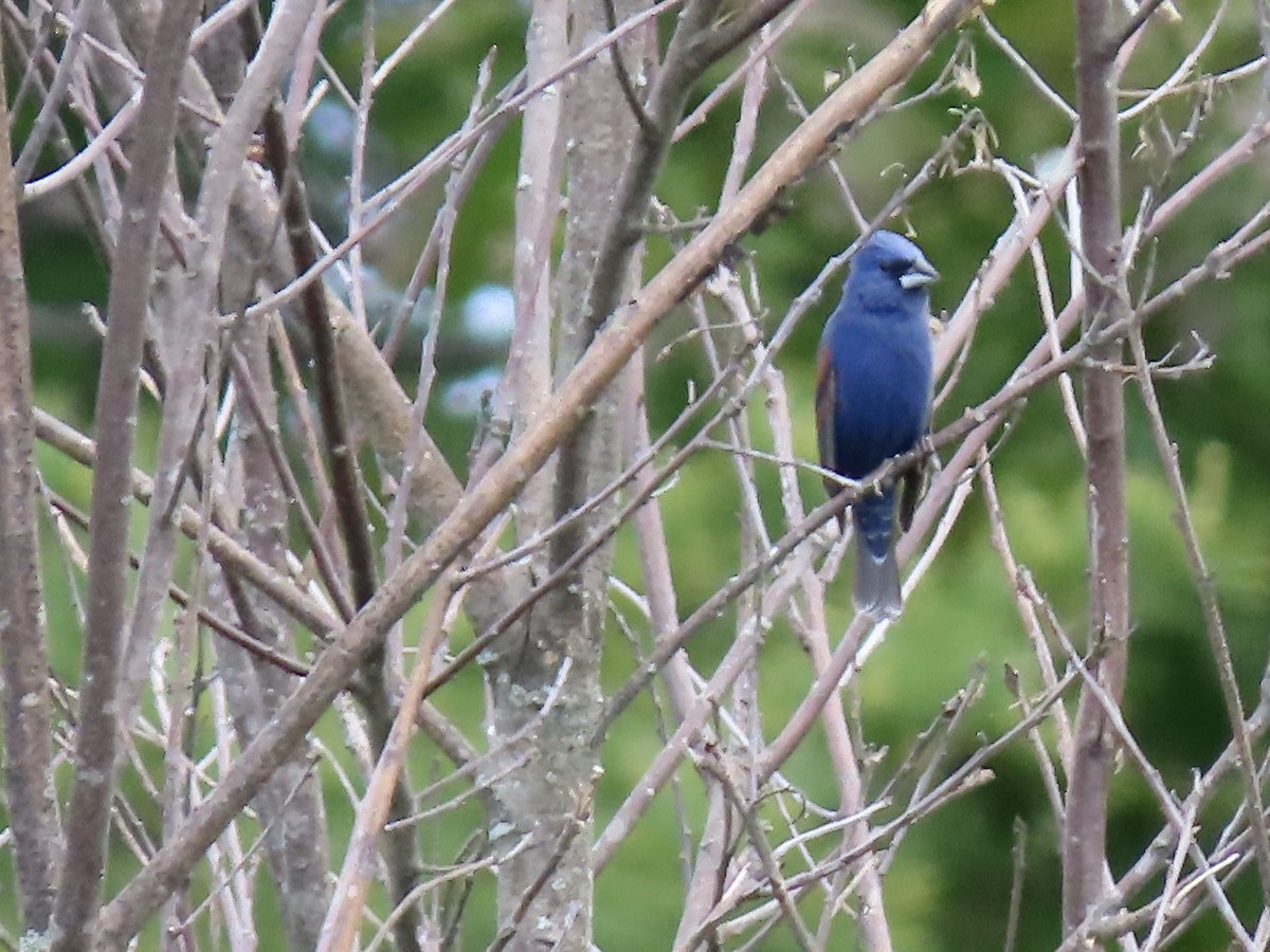 Blue Grosbeak - ML458024821