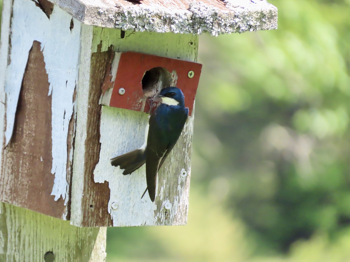 Tree Swallow - ML458024901