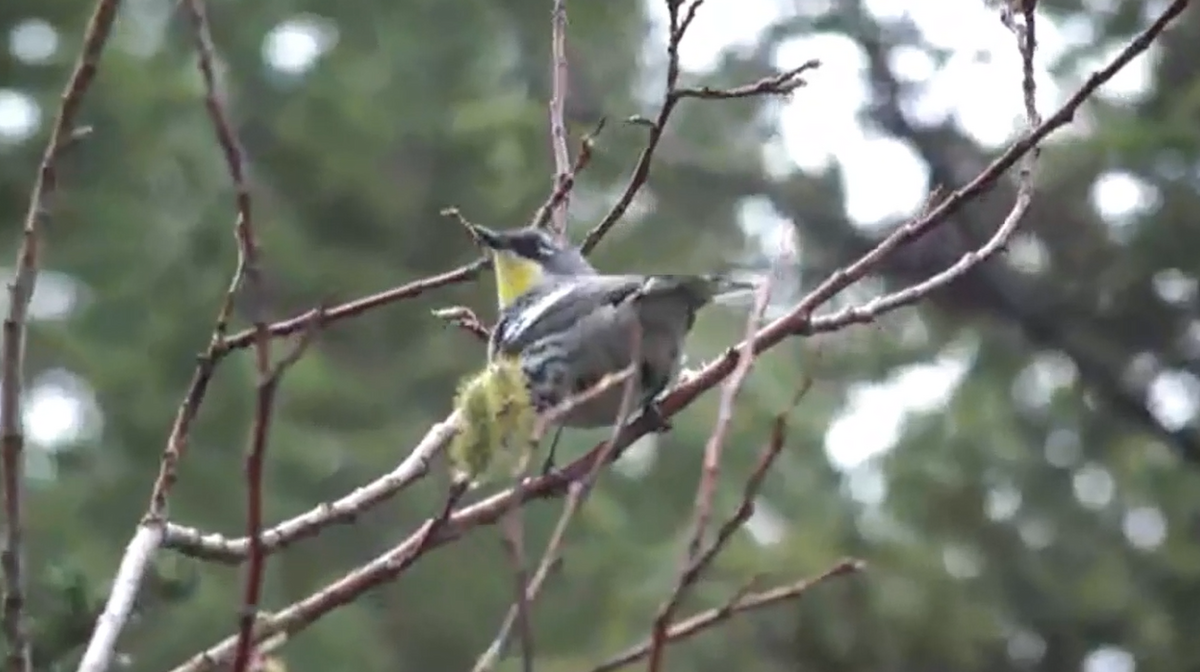 Yellow-rumped Warbler - ML458028231