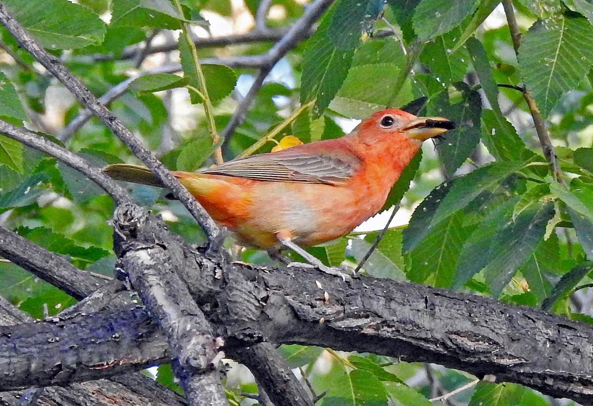 Summer Tanager - ML458028441