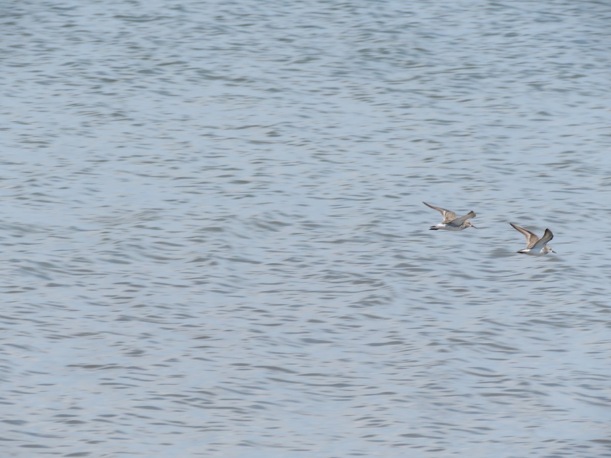 White-rumped Sandpiper - ML458031531