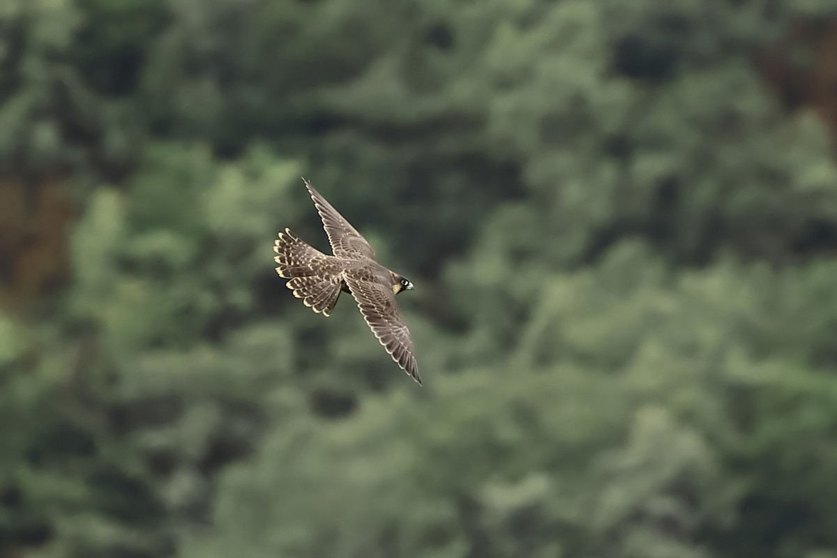 Halcón Peregrino - ML458031721