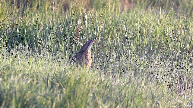 American Bittern - ML458032731