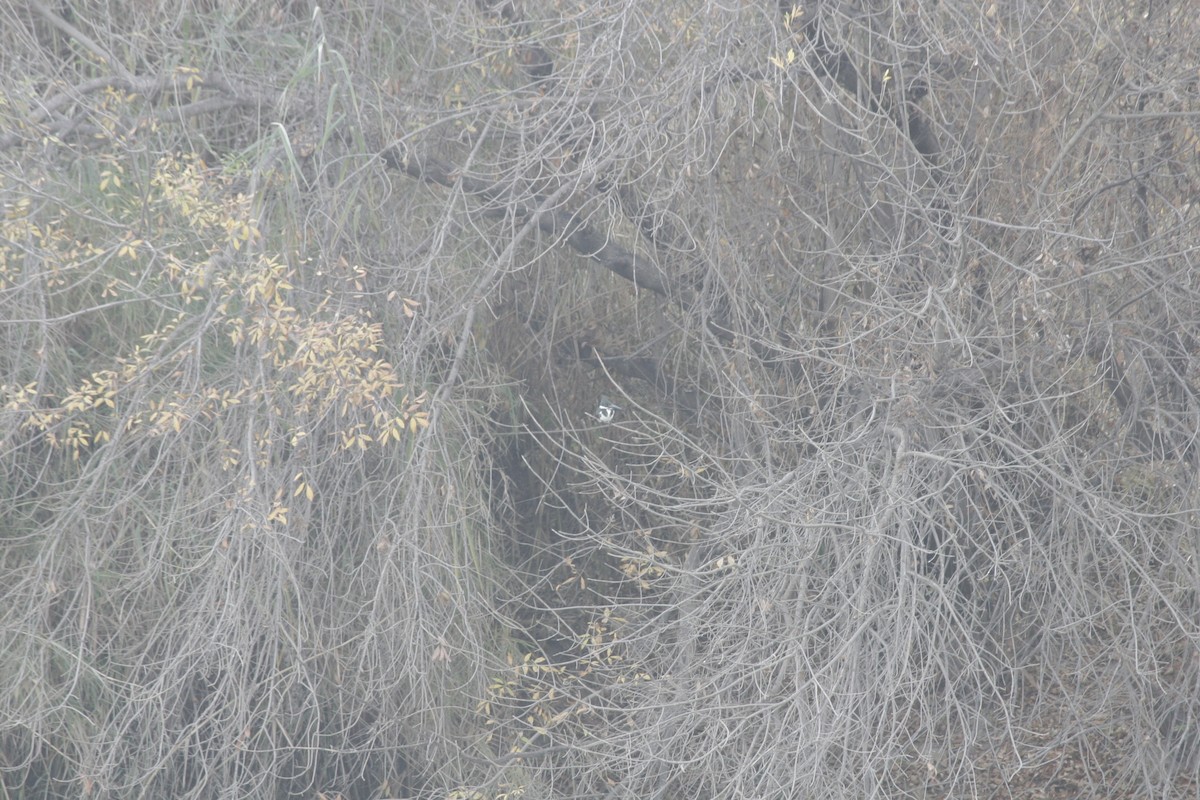 Amazon Kingfisher - ML45803291