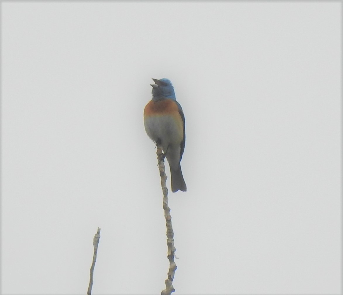 Lazuli Bunting - ML458033101