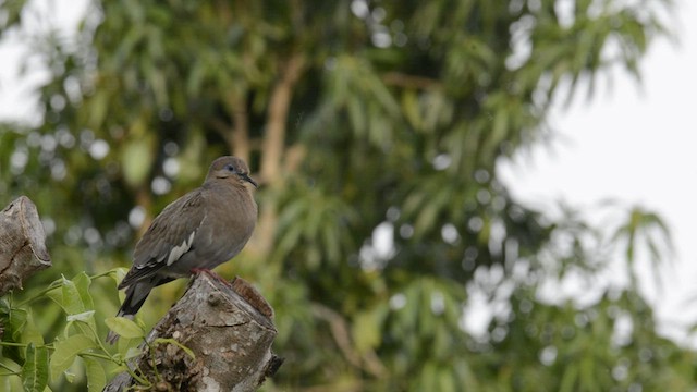 White-winged Dove - ML458035301