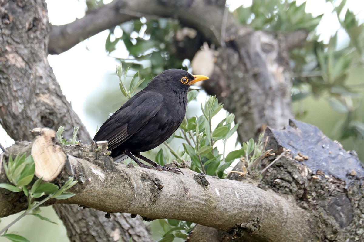 Eurasian Blackbird - ML458035341