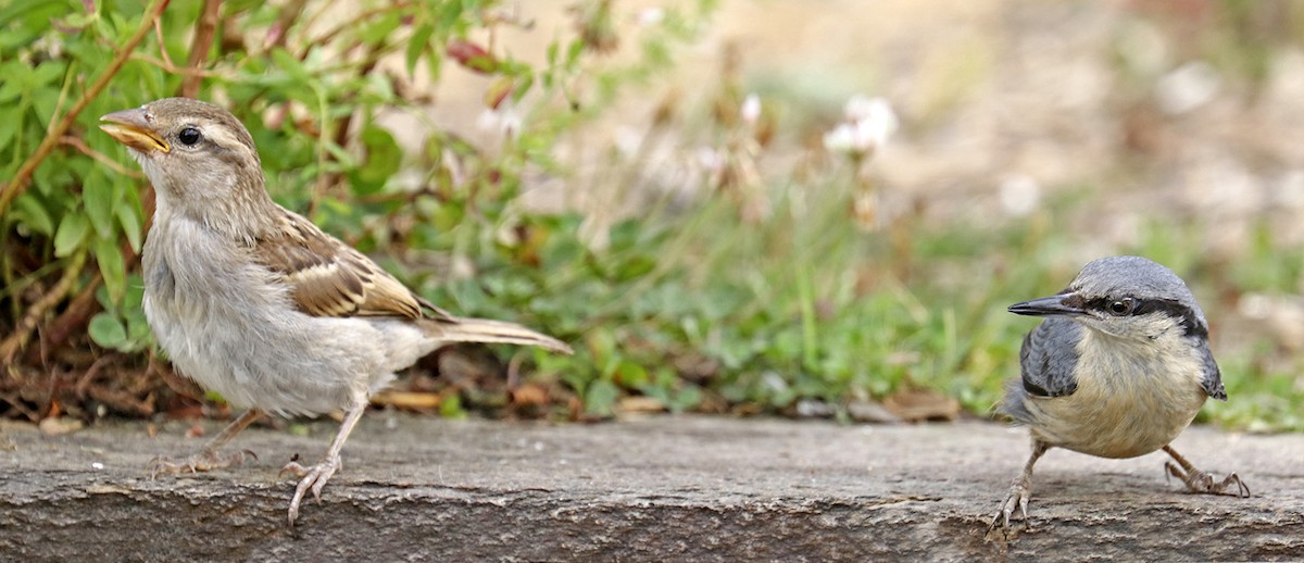 Eurasian Nuthatch - ML458035401