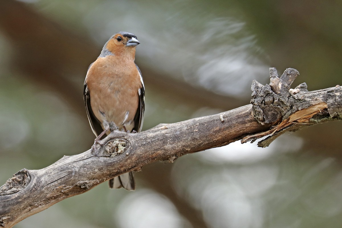 Common Chaffinch - ML458035981