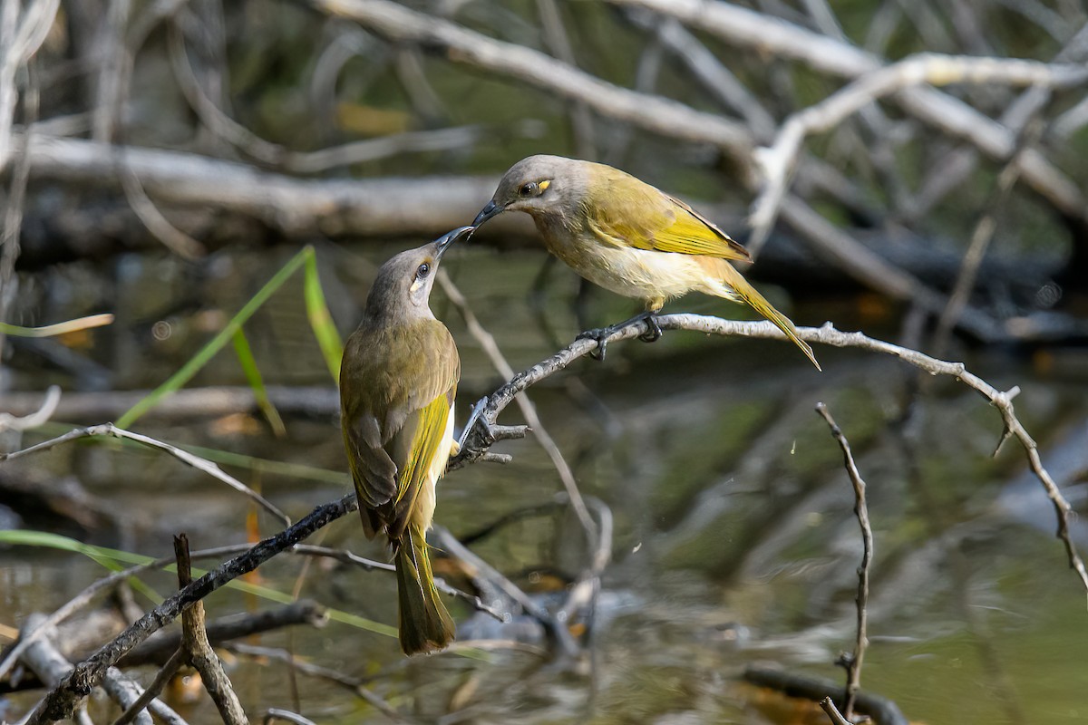 Brown Honeyeater - ML458036291