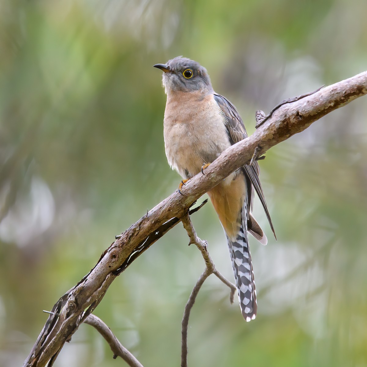 Fan-tailed Cuckoo - ML458036421