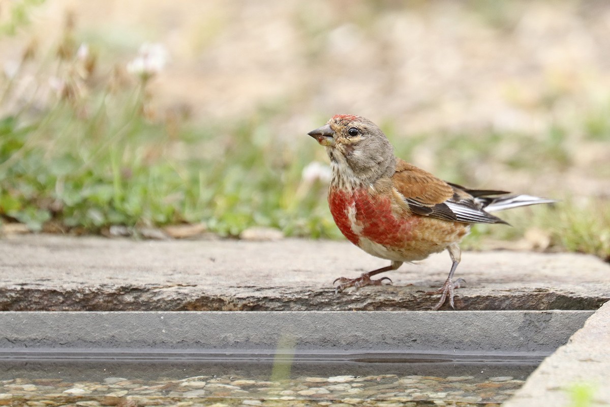 Eurasian Linnet - Francisco Barroqueiro