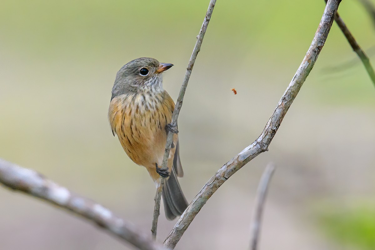 Rufous Whistler - ML458036701