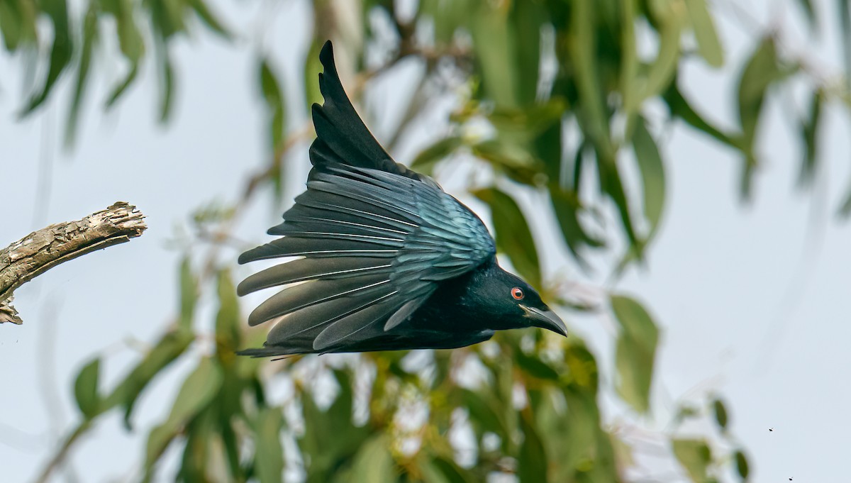 Yıldızlı Drongo - ML458036891