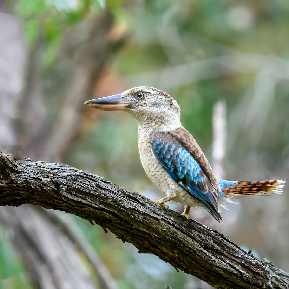 Blue-winged Kookaburra - Mark Lethlean