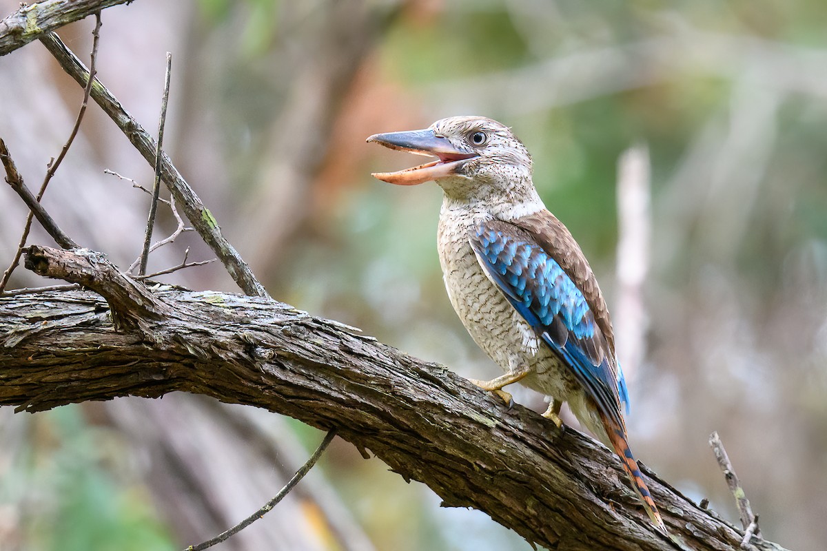 Blue-winged Kookaburra - ML458037301