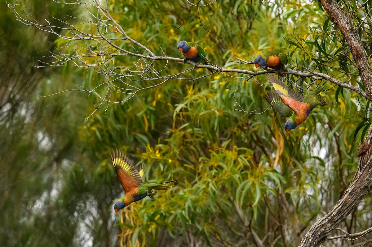 Rainbow Lorikeet - ML458037621