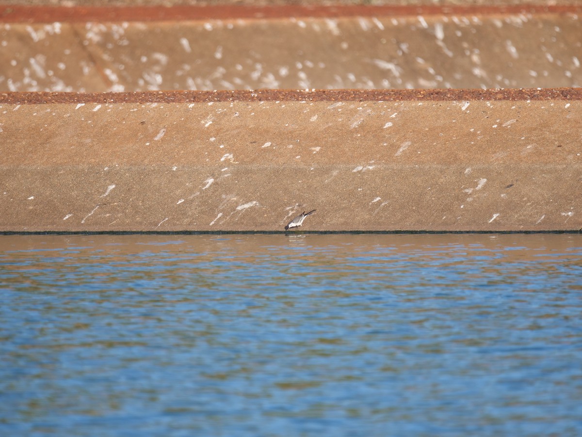 White Wagtail - ML458037881