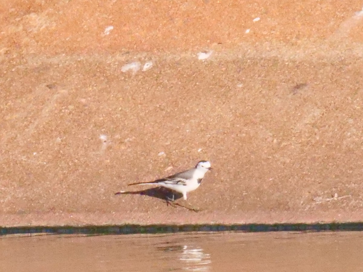 White Wagtail - ML458037951