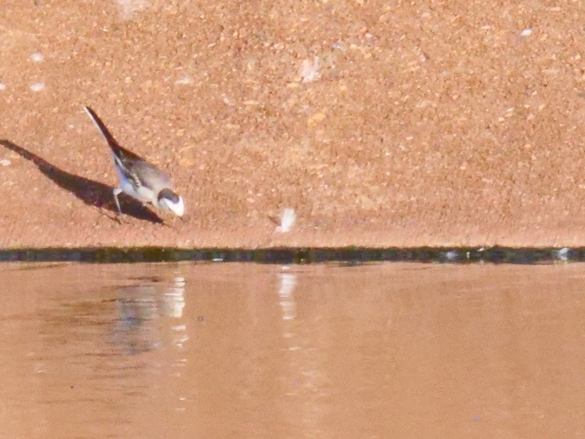 White Wagtail - ML458038061