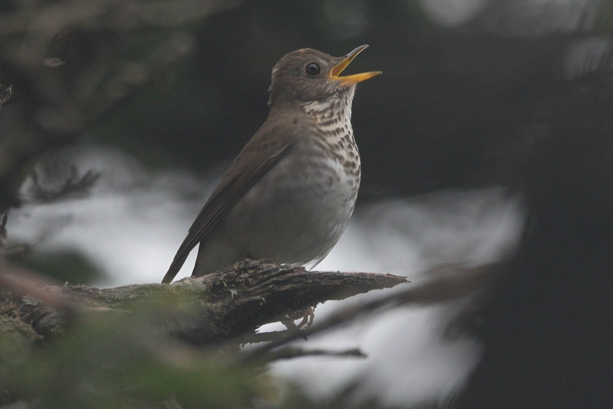 Bicknell's Thrush - ML458038251