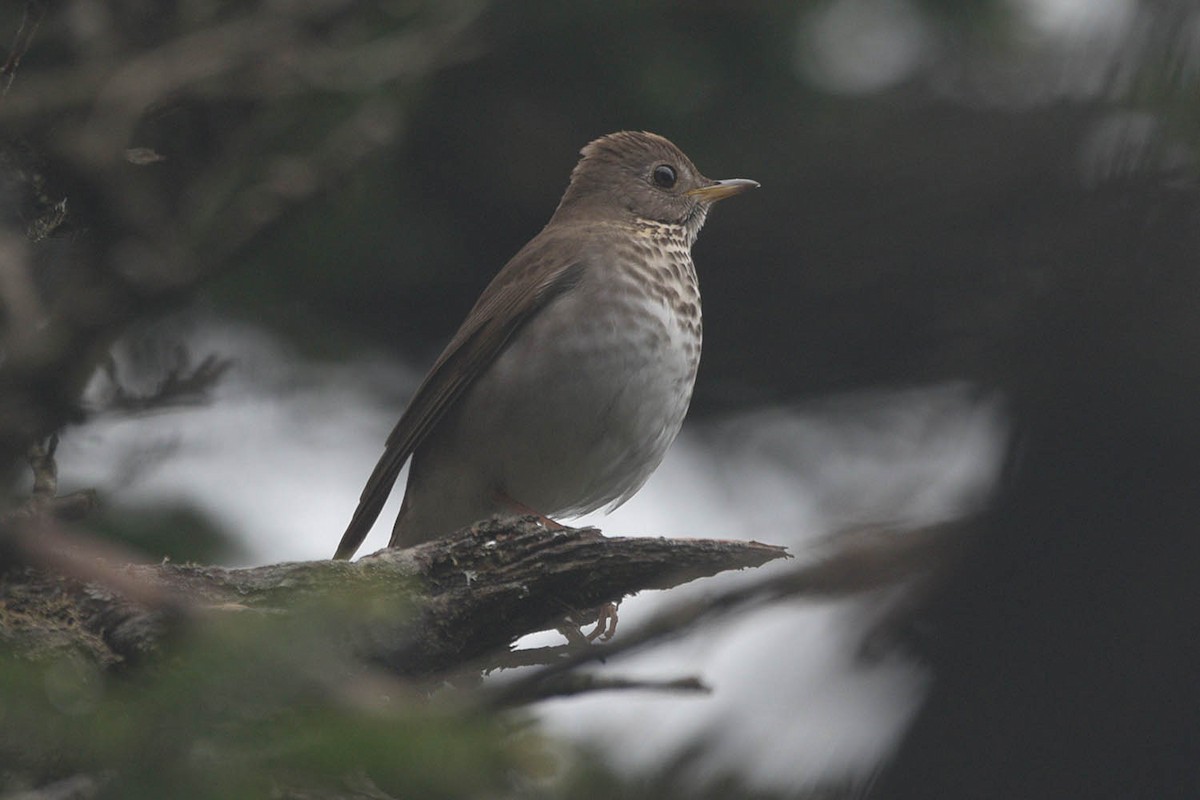 Bicknell's Thrush - ML458038261