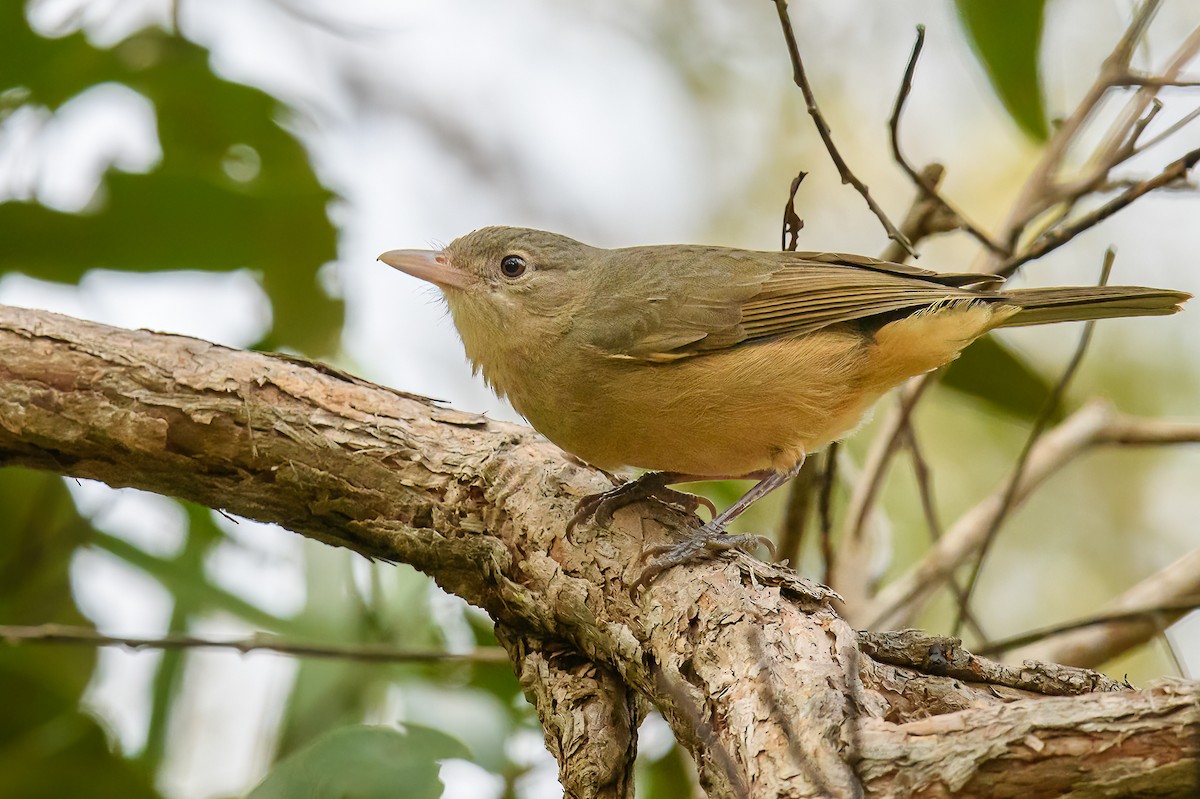 Rufous Shrikethrush - Mark Lethlean