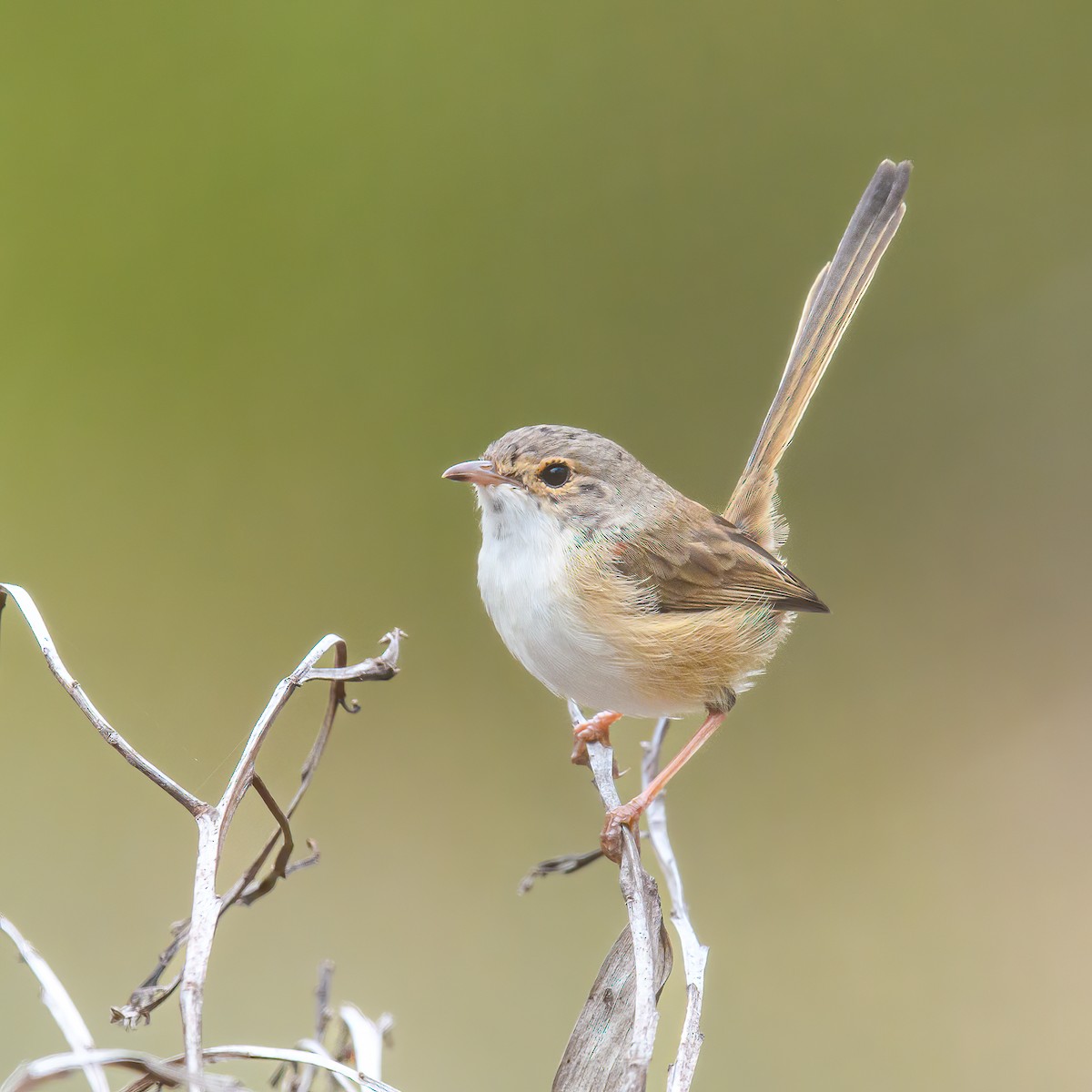 Red-backed Fairywren - ML458039171