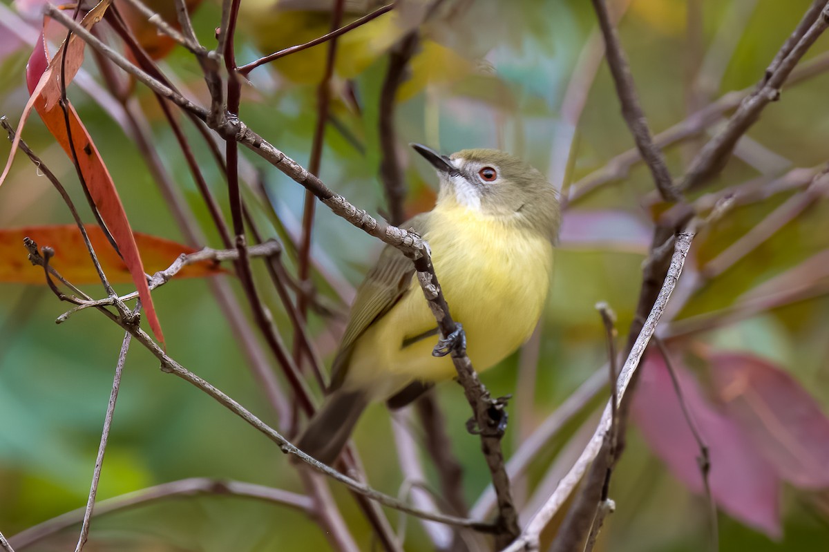 Fairy Gerygone - ML458039231