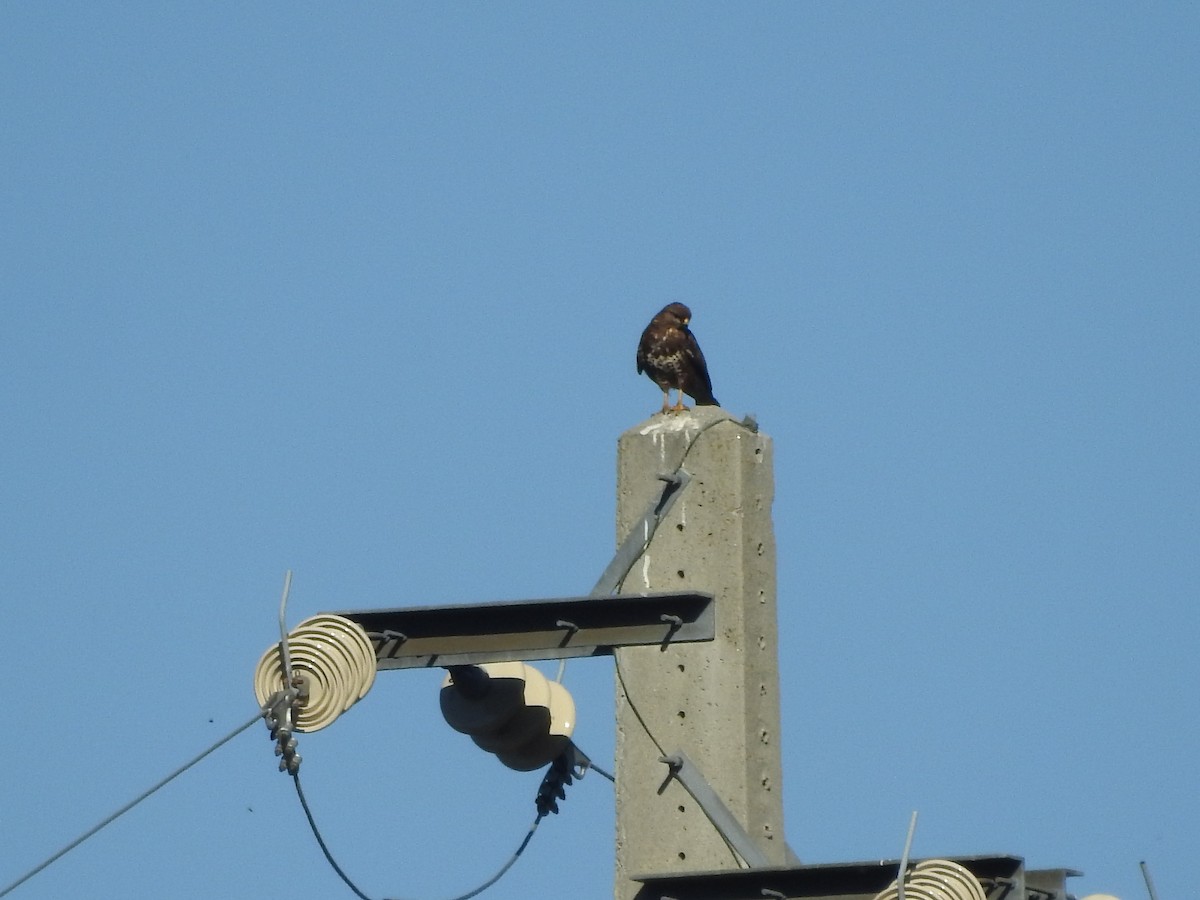 Common Buzzard - ML458039341