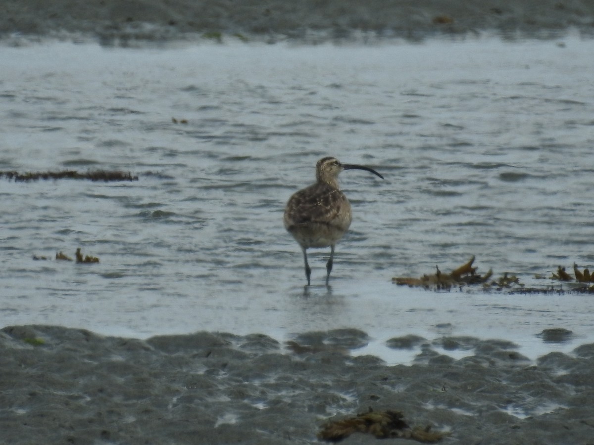 Whimbrel - ML458039481