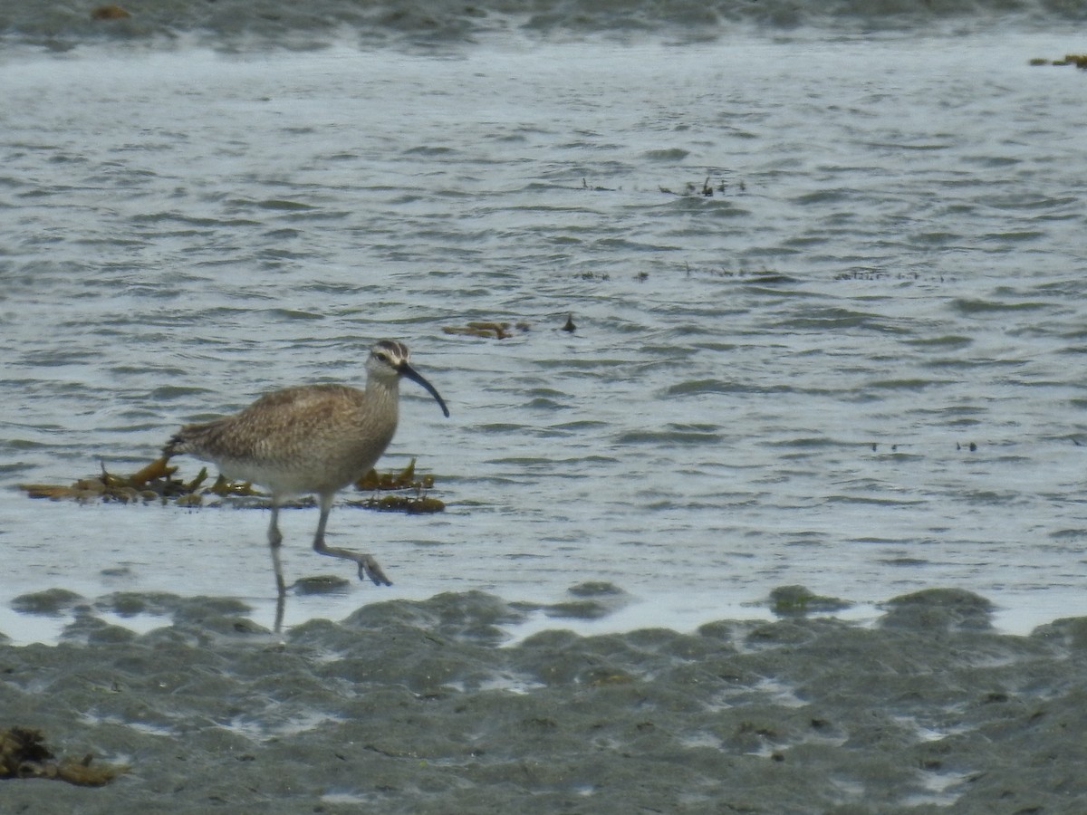 Whimbrel - ML458039571