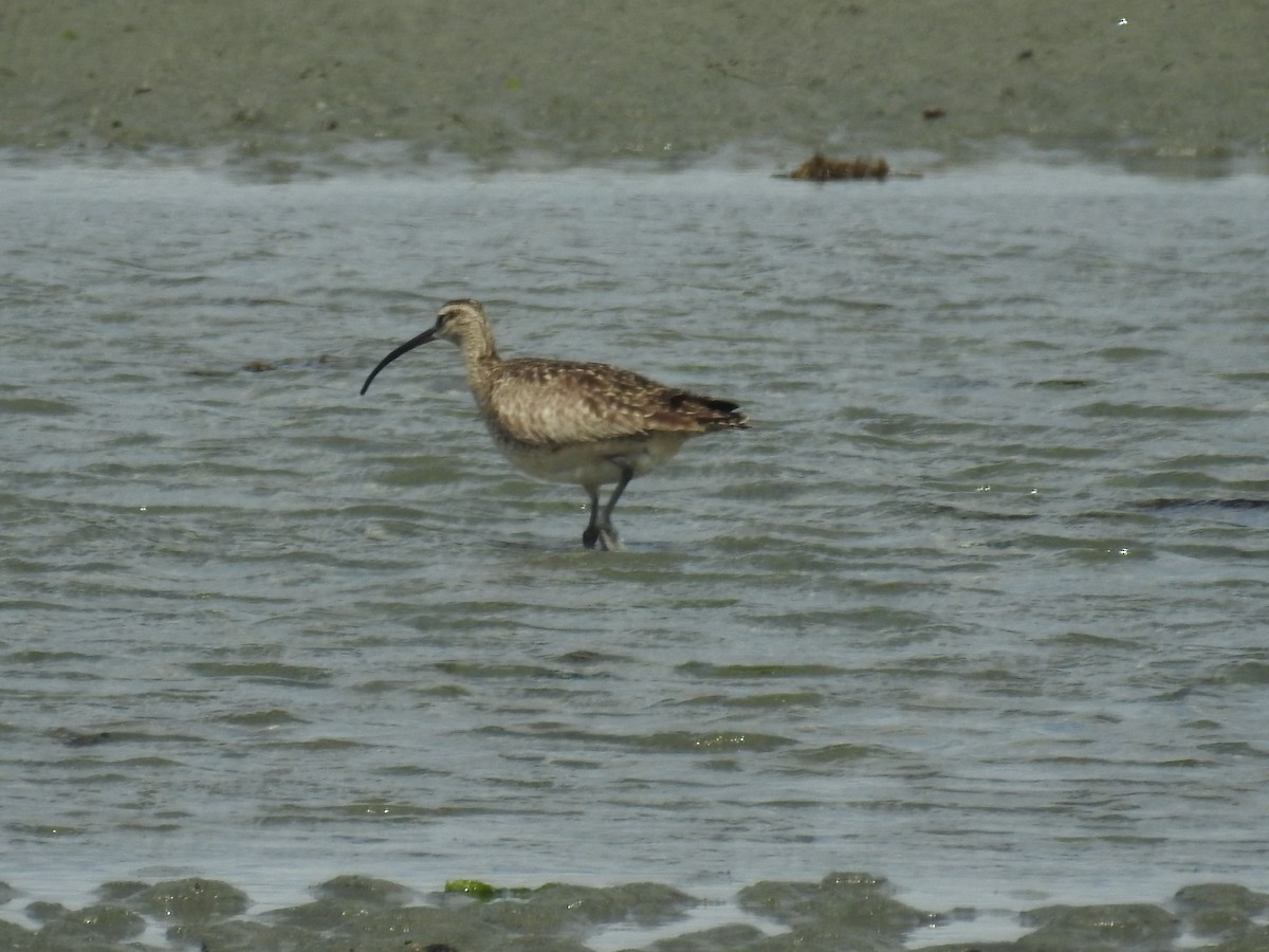 Whimbrel - ML458039611