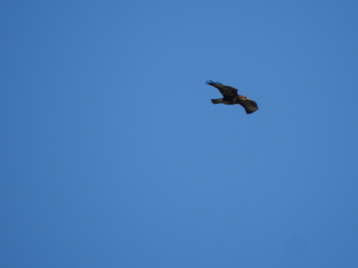 Common Buzzard - ML458039981