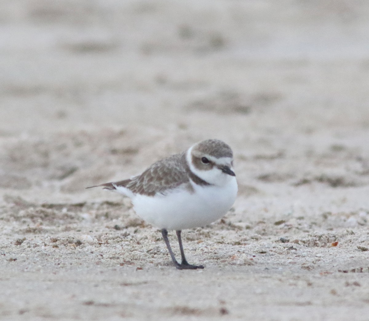 Snowy Plover - ML458040691