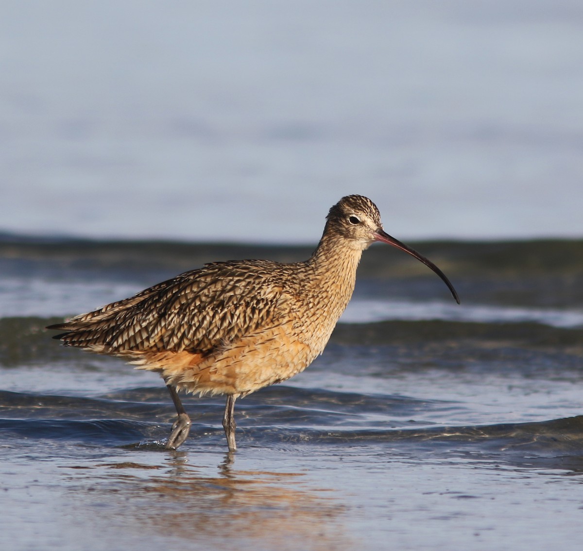 Long-billed Curlew - ML458041131