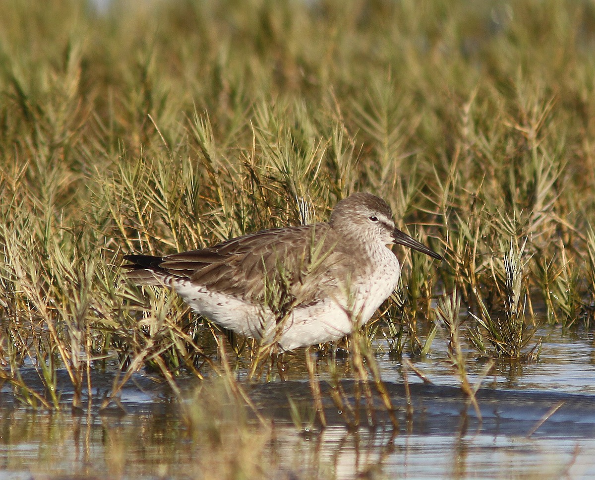 Red Knot - ML458041151