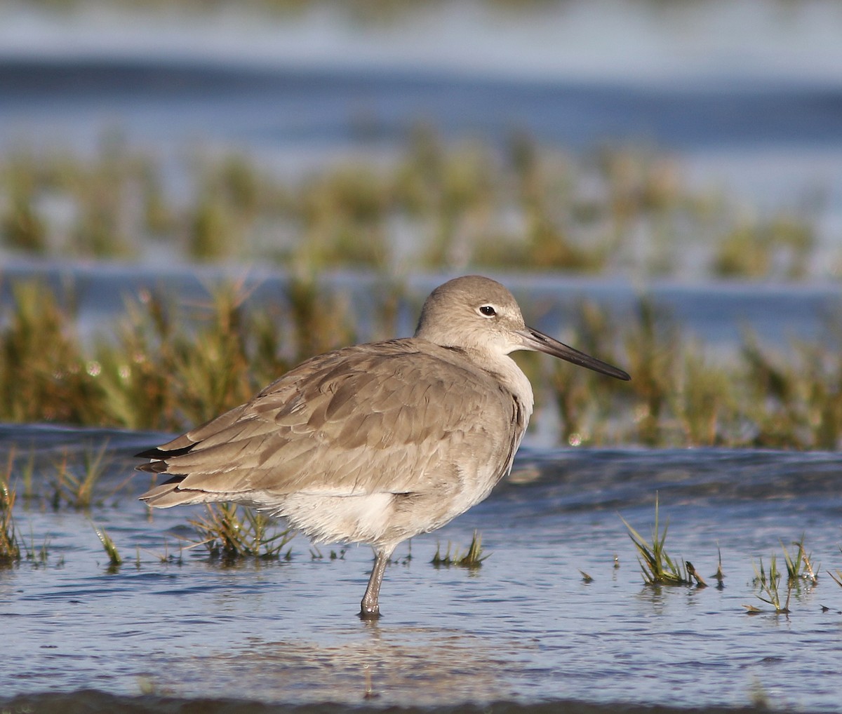 Willet (Western) - ML458041541