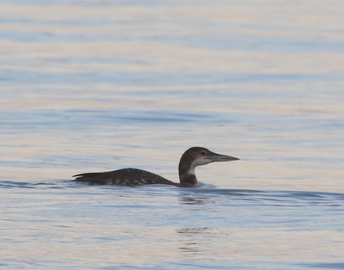 Common Loon - Jorge Montejo