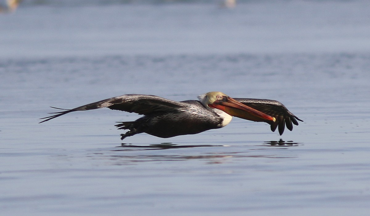 Brown Pelican - ML458041871