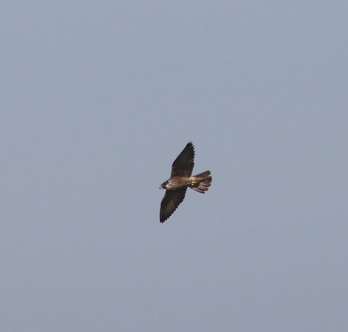 Peregrine Falcon - ML458042011