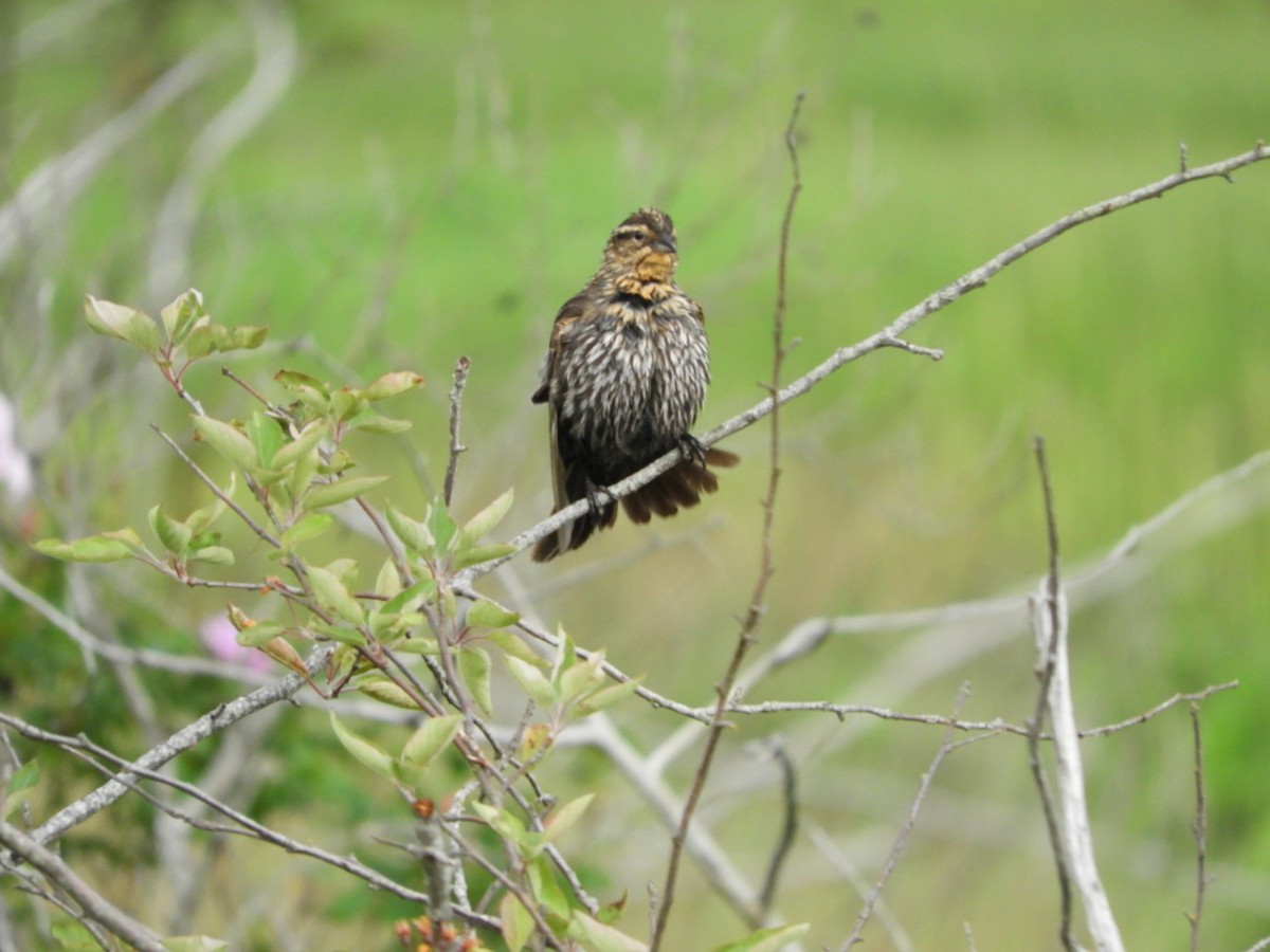 Red-winged Blackbird - ML458042541