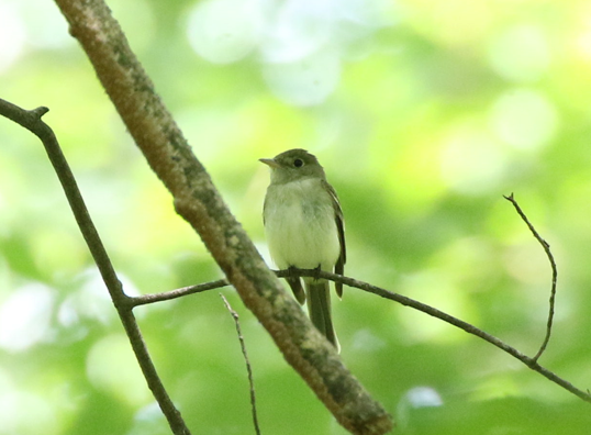 Acadian Flycatcher - Ted Gilliland