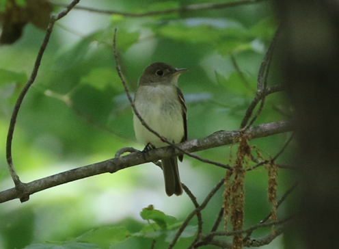 Acadian Flycatcher - Ted Gilliland