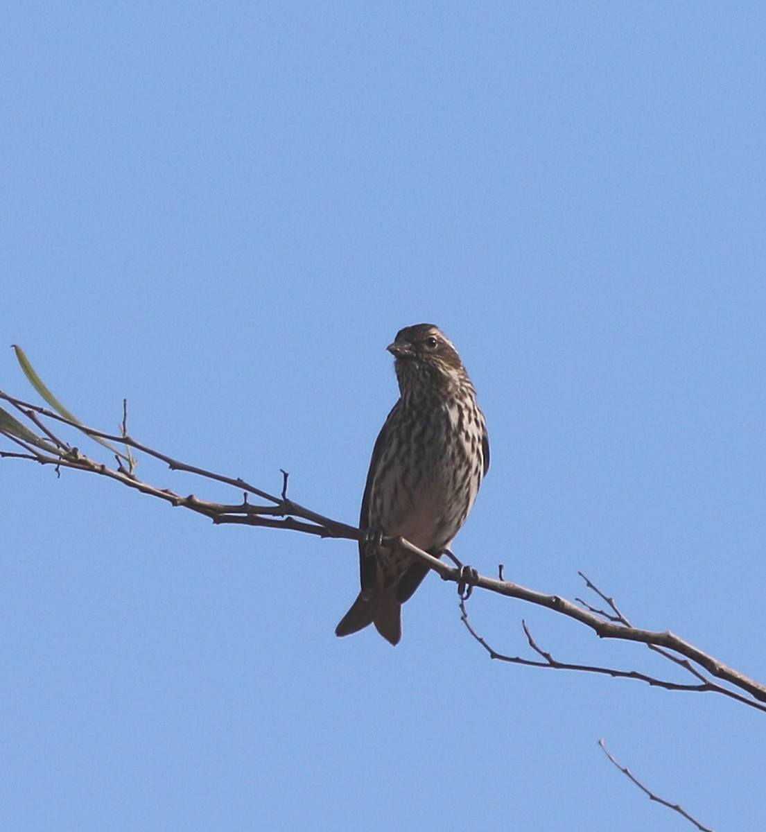 Cassin's Finch - ML458043961