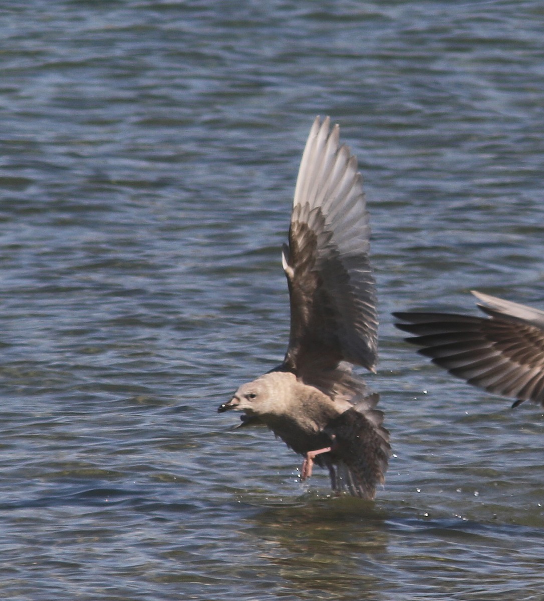 Iceland Gull - ML458044531