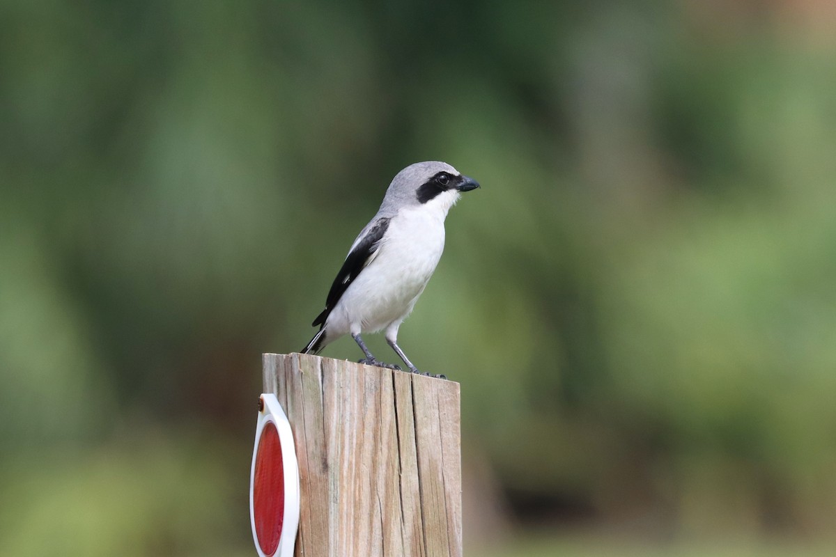 Loggerhead Shrike - ML458044661