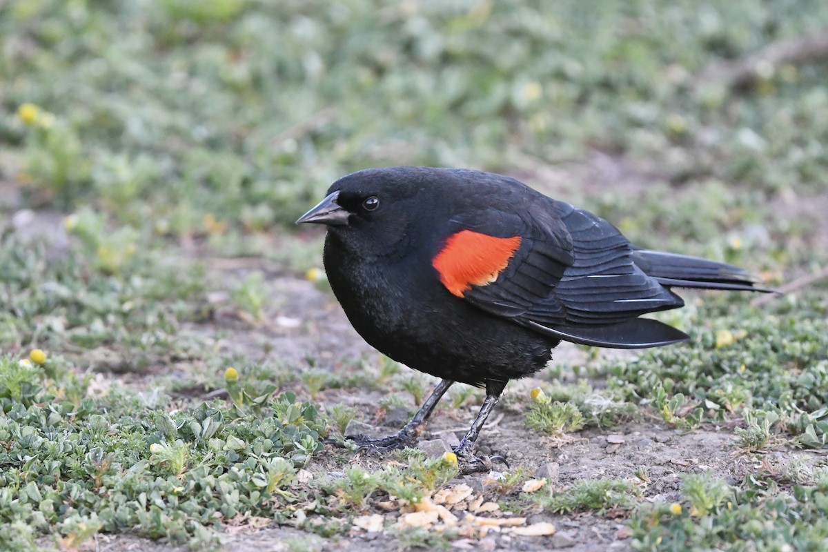Red-winged Blackbird - ML458044711