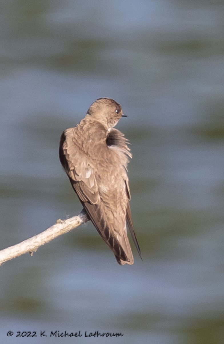 Northern Rough-winged Swallow - ML458046111